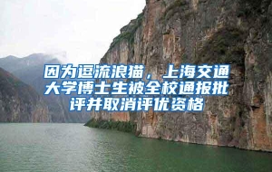 因为逗流浪猫，上海交通大学博士生被全校通报批评并取消评优资格